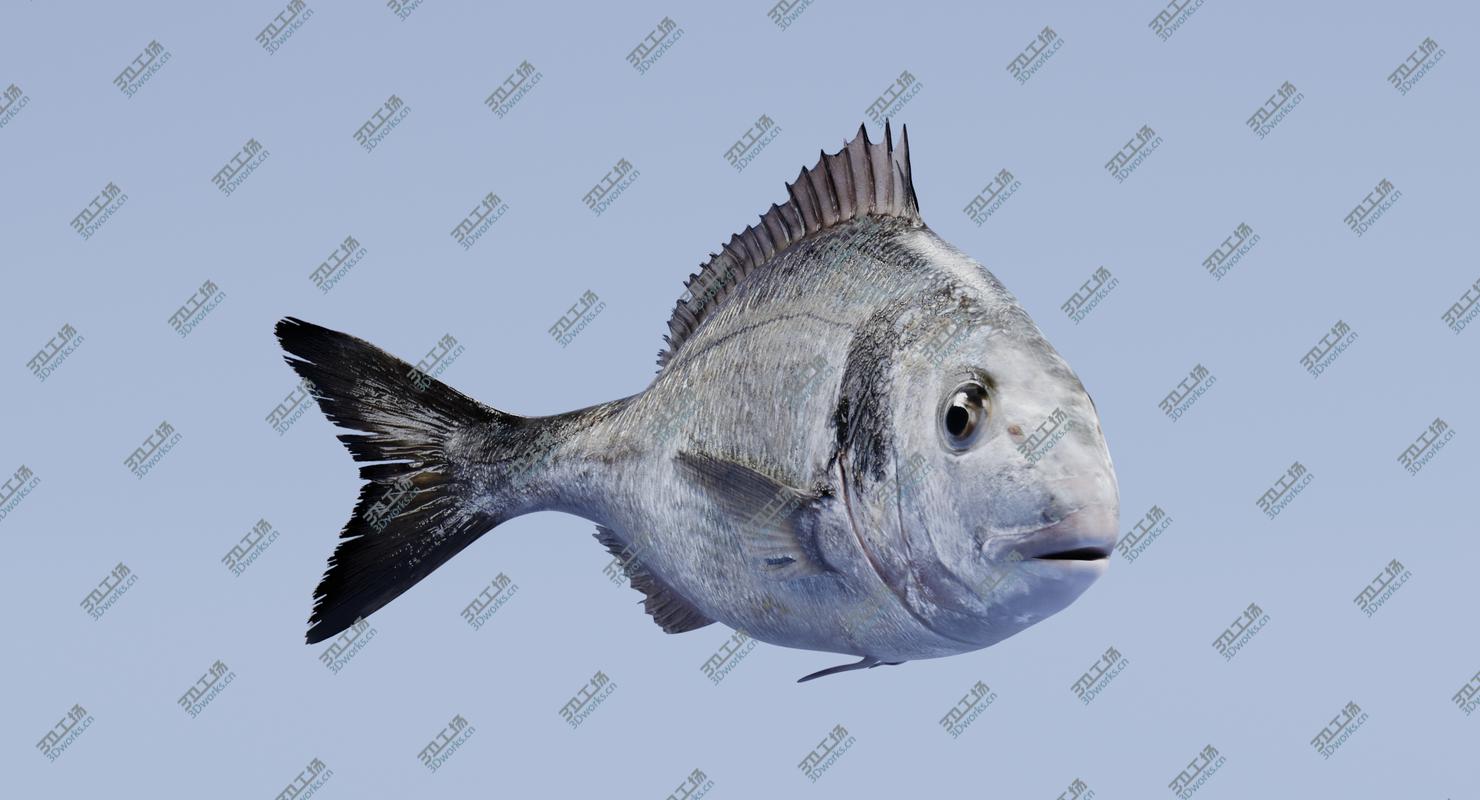 images/goods_img/2021040235/Gilthead Bream (Rigged) 3D model/4.jpg